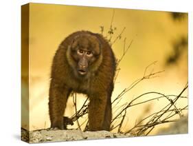 Arunachal Macaque (Macaca Munzala) Tawang, Arunachal Pradesh, India. Endangered Species-Sandesh Kadur-Stretched Canvas