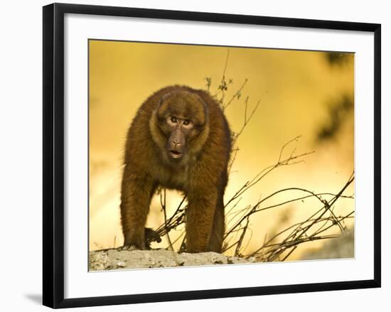 Arunachal Macaque (Macaca Munzala) Tawang, Arunachal Pradesh, India. Endangered Species-Sandesh Kadur-Framed Photographic Print