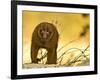 Arunachal Macaque (Macaca Munzala) Tawang, Arunachal Pradesh, India. Endangered Species-Sandesh Kadur-Framed Photographic Print