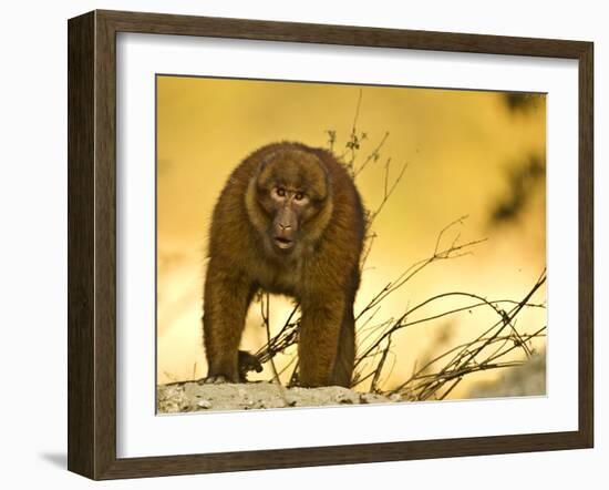 Arunachal Macaque (Macaca Munzala) Tawang, Arunachal Pradesh, India. Endangered Species-Sandesh Kadur-Framed Photographic Print