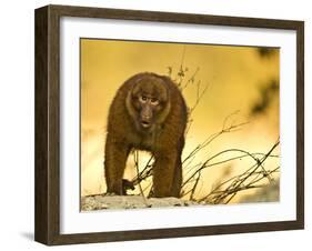 Arunachal Macaque (Macaca Munzala) Tawang, Arunachal Pradesh, India. Endangered Species-Sandesh Kadur-Framed Photographic Print