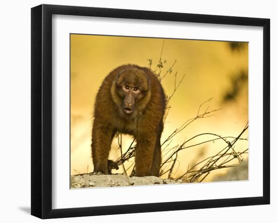 Arunachal Macaque (Macaca Munzala) Tawang, Arunachal Pradesh, India. Endangered Species-Sandesh Kadur-Framed Photographic Print