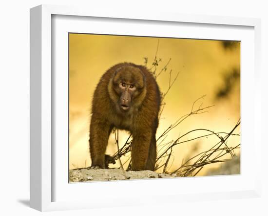 Arunachal Macaque (Macaca Munzala) Tawang, Arunachal Pradesh, India. Endangered Species-Sandesh Kadur-Framed Photographic Print