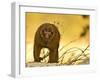 Arunachal Macaque (Macaca Munzala) Tawang, Arunachal Pradesh, India. Endangered Species-Sandesh Kadur-Framed Photographic Print