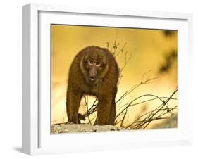 Arunachal Macaque (Macaca Munzala) Tawang, Arunachal Pradesh, India. Endangered Species-Sandesh Kadur-Framed Photographic Print