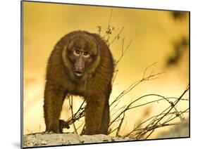 Arunachal Macaque (Macaca Munzala) Tawang, Arunachal Pradesh, India. Endangered Species-Sandesh Kadur-Mounted Photographic Print