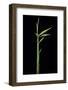 Arundinaria Funghomii (Bamboo) - Shoot-Paul Starosta-Framed Photographic Print