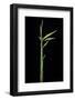 Arundinaria Funghomii (Bamboo) - Shoot-Paul Starosta-Framed Photographic Print