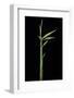 Arundinaria Funghomii (Bamboo) - Shoot-Paul Starosta-Framed Photographic Print