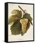 Arvine Grape-A. Kreyder-Framed Stretched Canvas