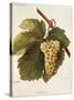 Arvine Grape-A. Kreyder-Stretched Canvas