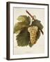 Arvine Grape-A. Kreyder-Framed Giclee Print