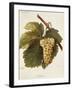 Arvine Grape-A. Kreyder-Framed Giclee Print