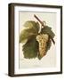 Arvine Grape-A. Kreyder-Framed Giclee Print