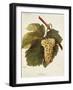 Arvine Grape-A. Kreyder-Framed Giclee Print