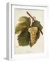 Arvine Grape-A. Kreyder-Framed Giclee Print