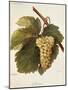 Arvine Grape-A. Kreyder-Mounted Giclee Print