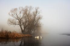 Geese in Fog. Flock of Birds Swims near Shore of River under Trees. Beautiful Spring Landscape in M-arvitalyaa-Photographic Print