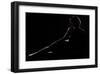 As a Dark Canova-null-Framed Art Print