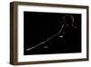 As a Dark Canova-null-Framed Art Print