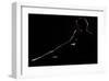 As a Dark Canova-null-Framed Art Print