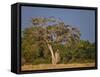 As Dusk Approaches, Marabou Storks Roost in Large Wild Fig Tree Near the Mara River-Nigel Pavitt-Framed Stretched Canvas