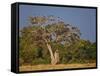 As Dusk Approaches, Marabou Storks Roost in Large Wild Fig Tree Near the Mara River-Nigel Pavitt-Framed Stretched Canvas