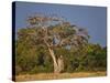 As Dusk Approaches, Marabou Storks Roost in Large Wild Fig Tree Near the Mara River-Nigel Pavitt-Stretched Canvas