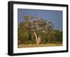 As Dusk Approaches, Marabou Storks Roost in Large Wild Fig Tree Near the Mara River-Nigel Pavitt-Framed Photographic Print