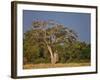 As Dusk Approaches, Marabou Storks Roost in Large Wild Fig Tree Near the Mara River-Nigel Pavitt-Framed Photographic Print