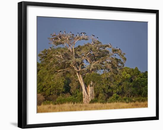 As Dusk Approaches, Marabou Storks Roost in Large Wild Fig Tree Near the Mara River-Nigel Pavitt-Framed Photographic Print