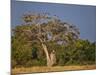 As Dusk Approaches, Marabou Storks Roost in Large Wild Fig Tree Near the Mara River-Nigel Pavitt-Mounted Photographic Print