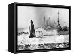 As Raised Squalus Plunged Back to Depths-null-Framed Stretched Canvas