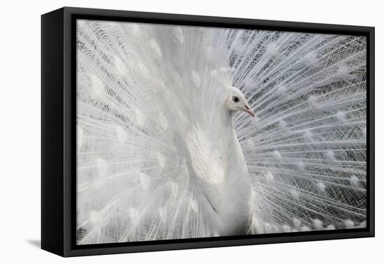 As White as Snow-Victoria Ivanova-Framed Stretched Canvas