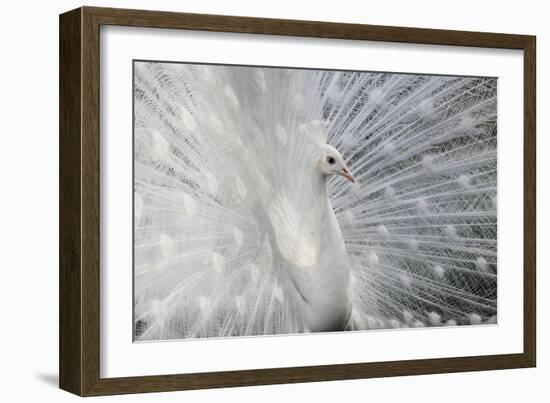 As White as Snow-Victoria Ivanova-Framed Photographic Print