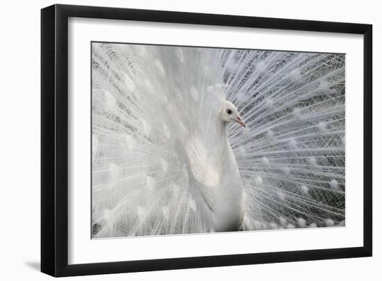 As White as Snow-Victoria Ivanova-Framed Photographic Print