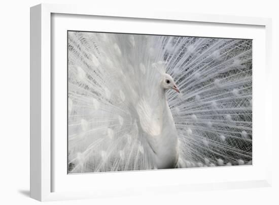 As White as Snow-Victoria Ivanova-Framed Photographic Print