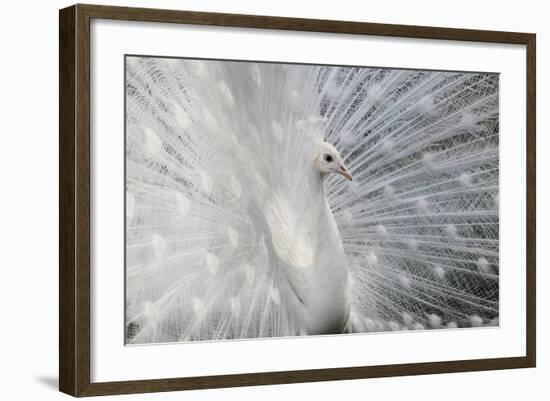 As White as Snow-Victoria Ivanova-Framed Photographic Print