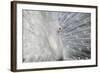 As White as Snow-Victoria Ivanova-Framed Photographic Print