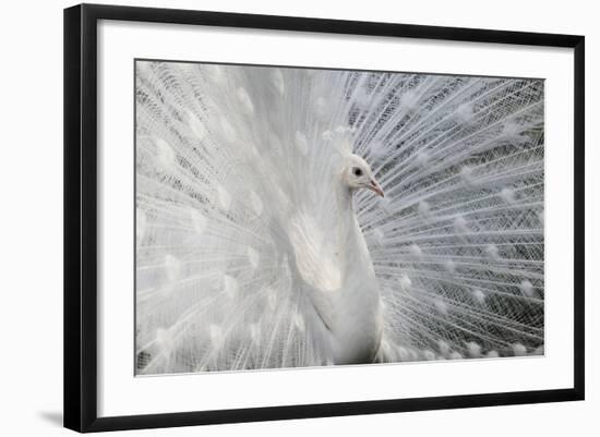 As White as Snow-Victoria Ivanova-Framed Photographic Print