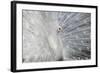 As White as Snow-Victoria Ivanova-Framed Photographic Print