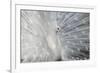 As White as Snow-Victoria Ivanova-Framed Photographic Print