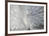 As White as Snow-Victoria Ivanova-Framed Photographic Print