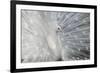 As White as Snow-Victoria Ivanova-Framed Photographic Print