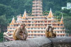 Indian Macaque Monkeys-asaf eliason-Framed Photographic Print