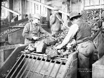 Picking Coal, Franklin Mine, Circa 1902-Asahel Curtis-Giclee Print