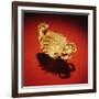 Asante Scorpion Ring, from Ghana (Gold)-African-Framed Giclee Print