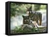 Asap Entertainment Plays with Wolves-Lionel Cironneau-Framed Stretched Canvas