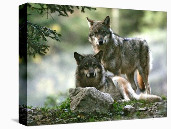 Asap Entertainment Plays with Wolves-Lionel Cironneau-Stretched Canvas