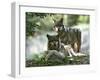 Asap Entertainment Plays with Wolves-Lionel Cironneau-Framed Photographic Print